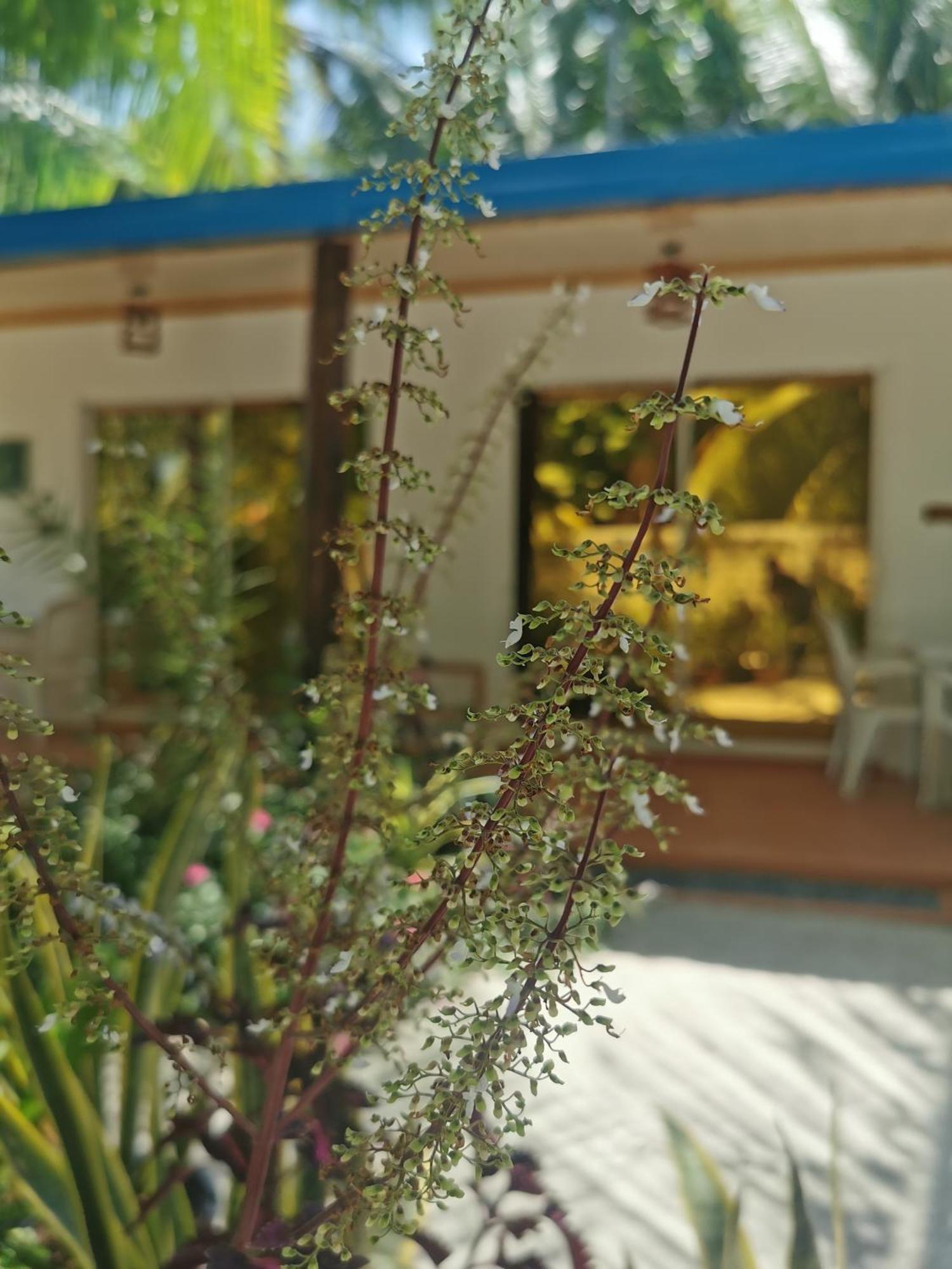 Blue Water Thoddoo Inn Quarto foto